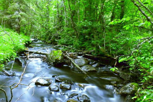 Wanderung entlang eines kleinen Wasserlaufes