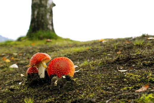 Erleben Sie die Norwegische Natur während der geführten Tour